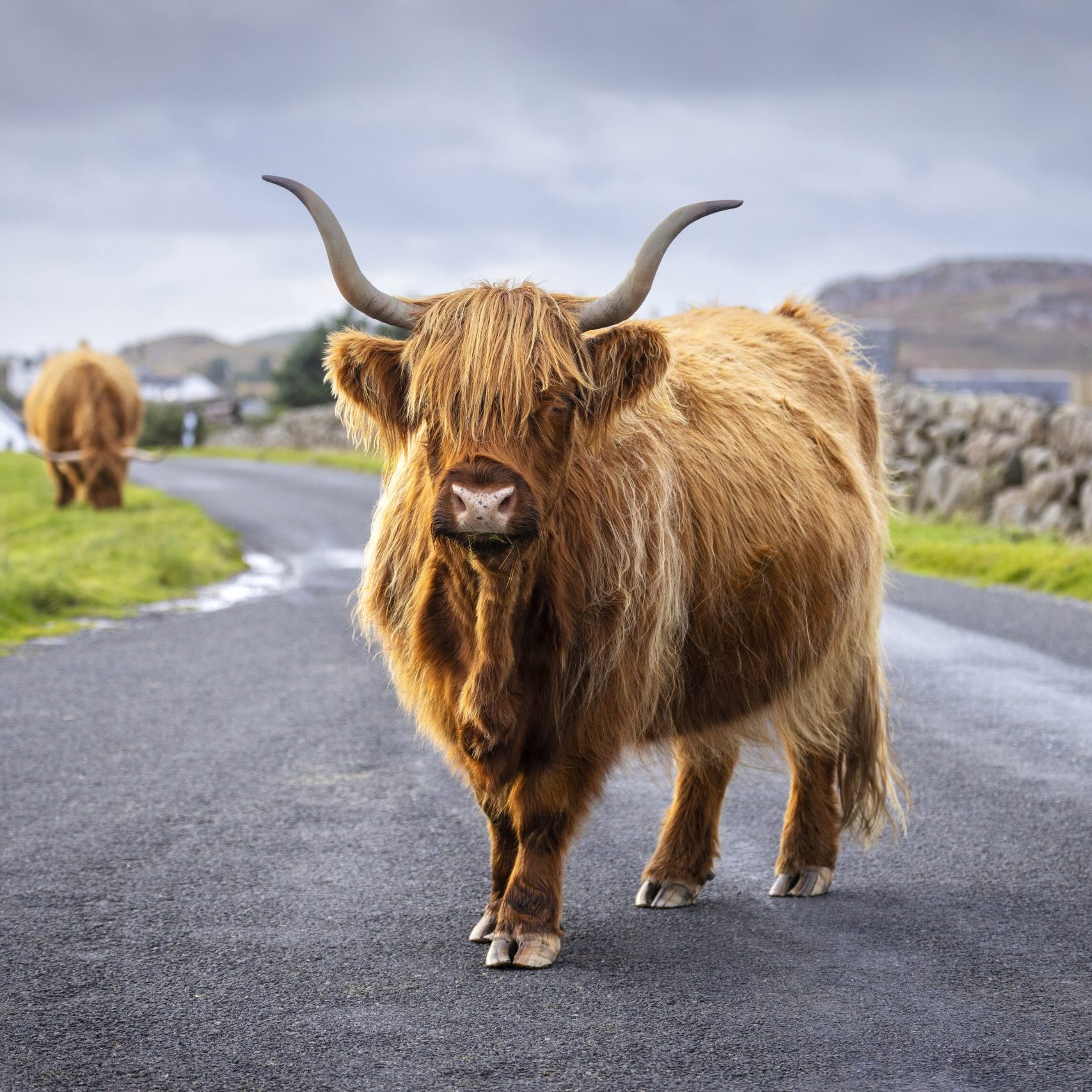 284996 Highland Cows On Mull