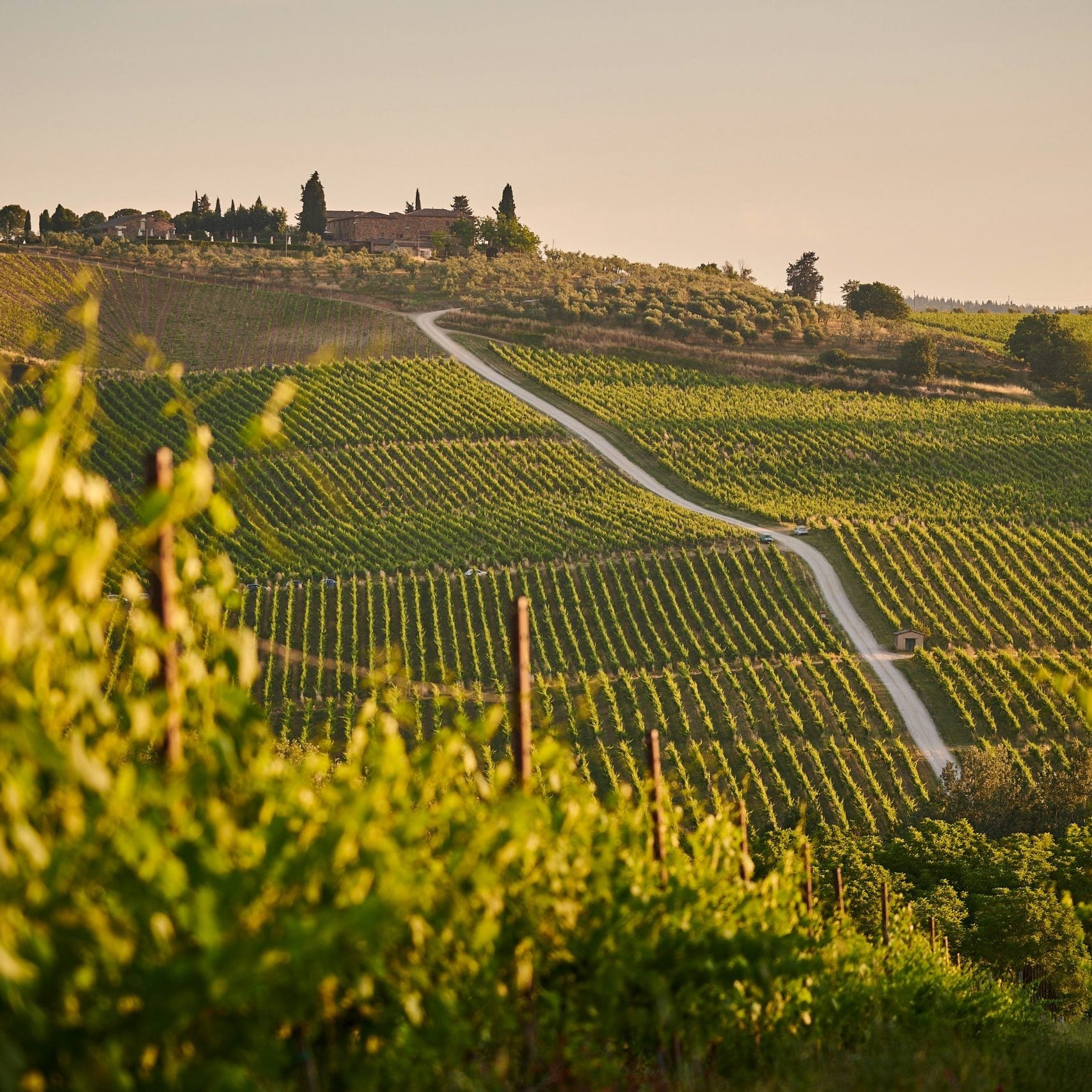vinyard Tuscany Johny Goerend Pnigodappek Unsplash