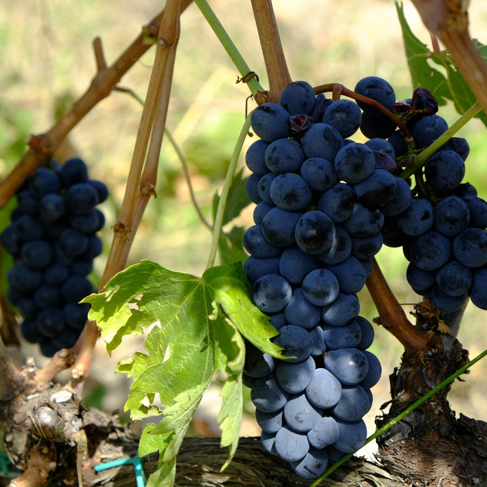 winery Tuscany Nick Belanger Abi7h8qttzk Unsplash