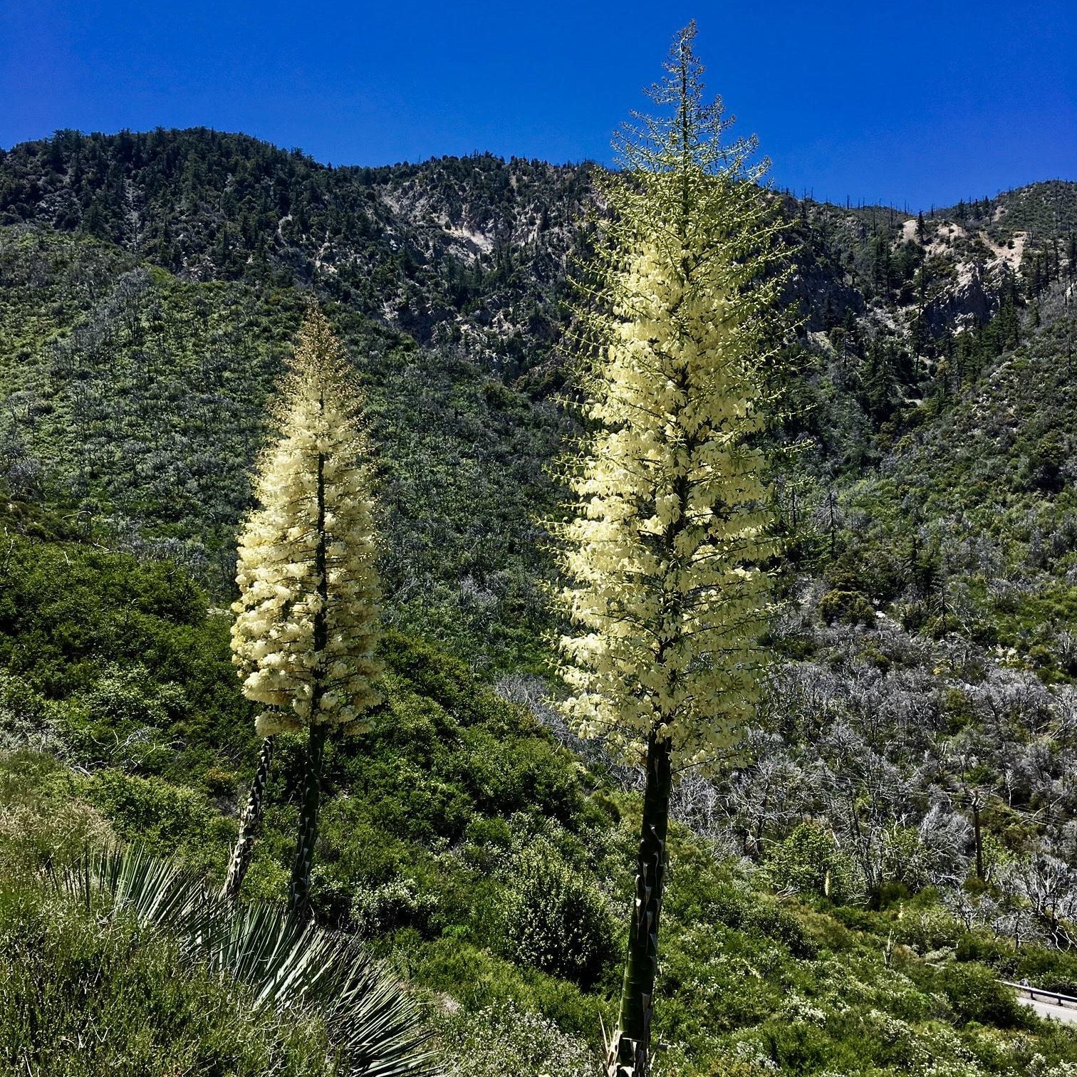 Yucca