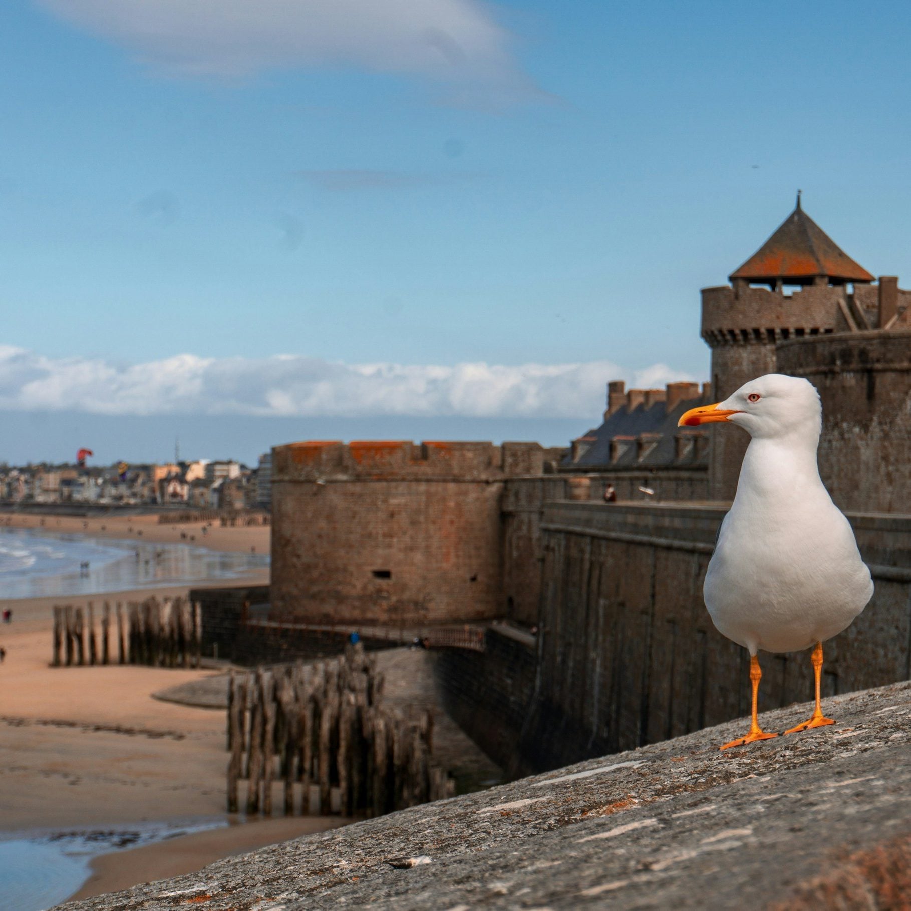 Saint Malo Bird Saint Malo Bird